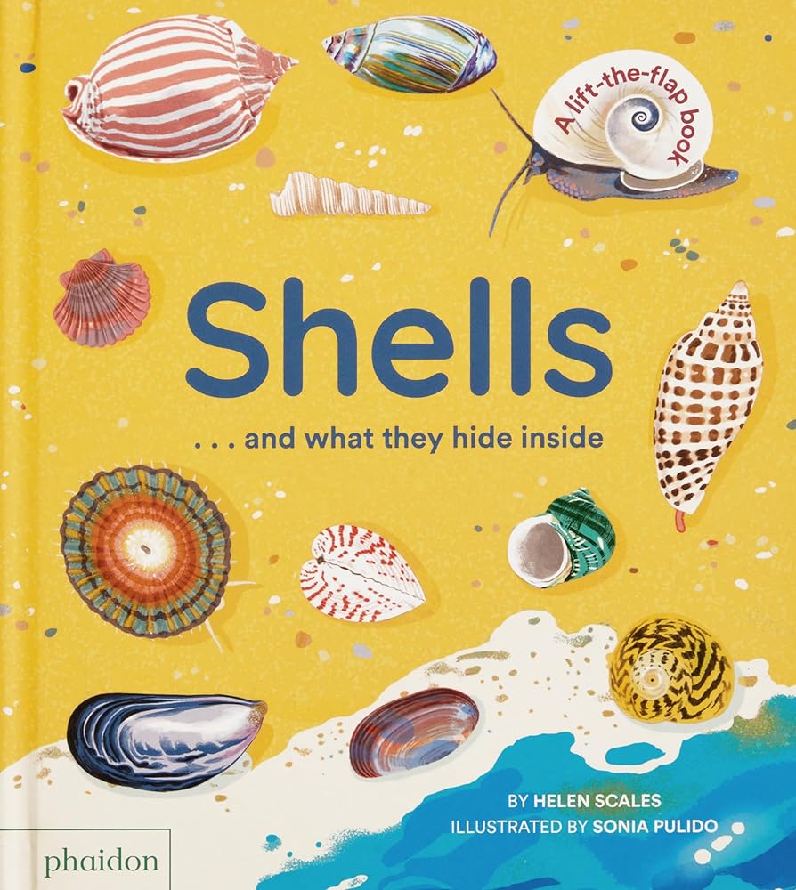 Shells... and what they hide inside: A Lift-the-Flap Adventure cover image