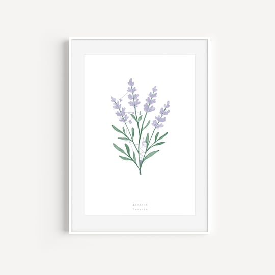 A5 Notebook - Raccotín